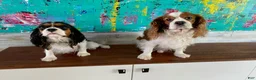 Cavalier King Charles Spaniel dogs for sale: Bambi - Ad 4