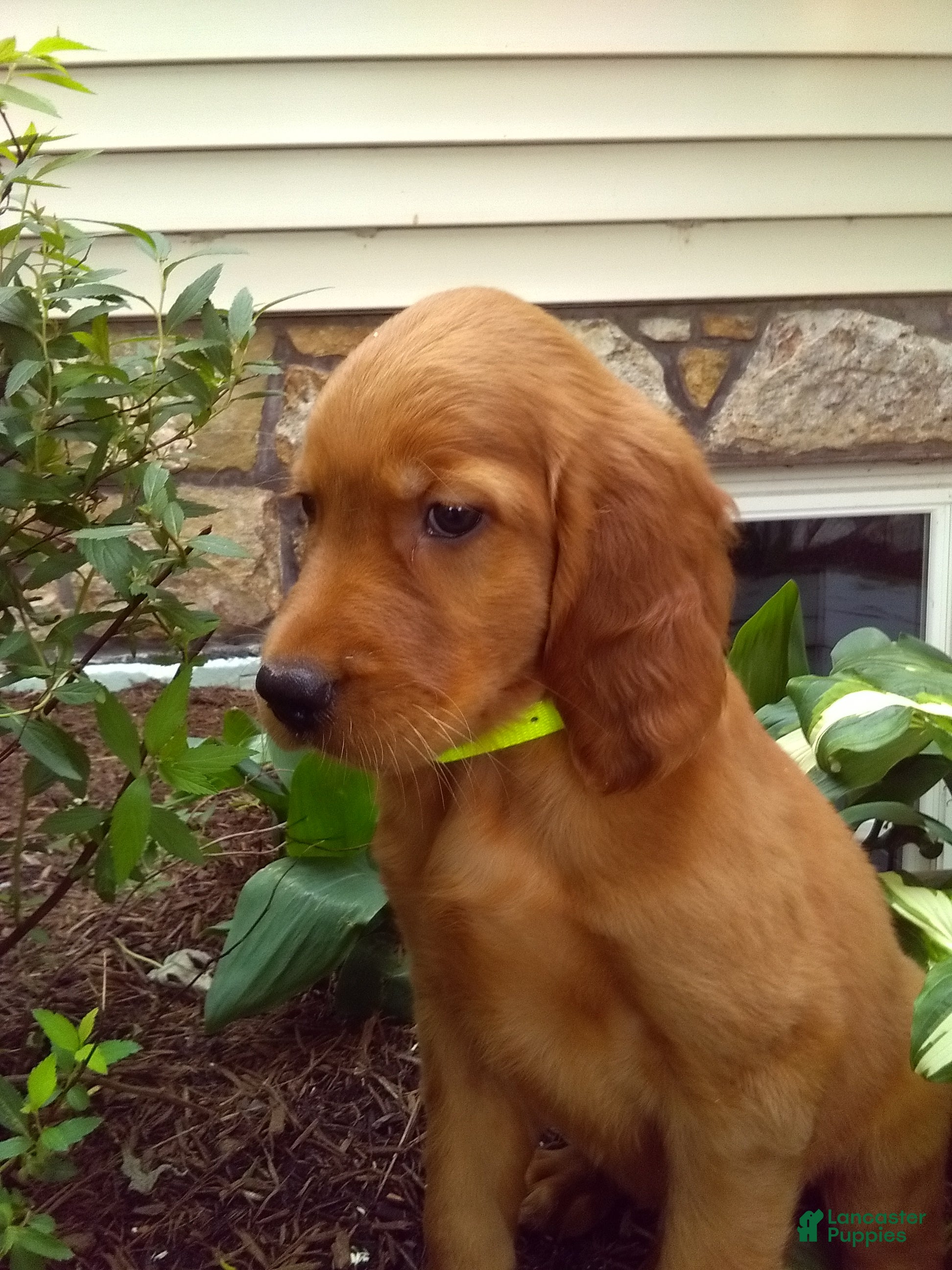 Mixed Breed dogs Tipper - Ad 2