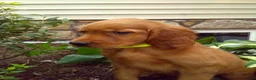 Mixed Breed dogs for sale: Tipper - Ad 2