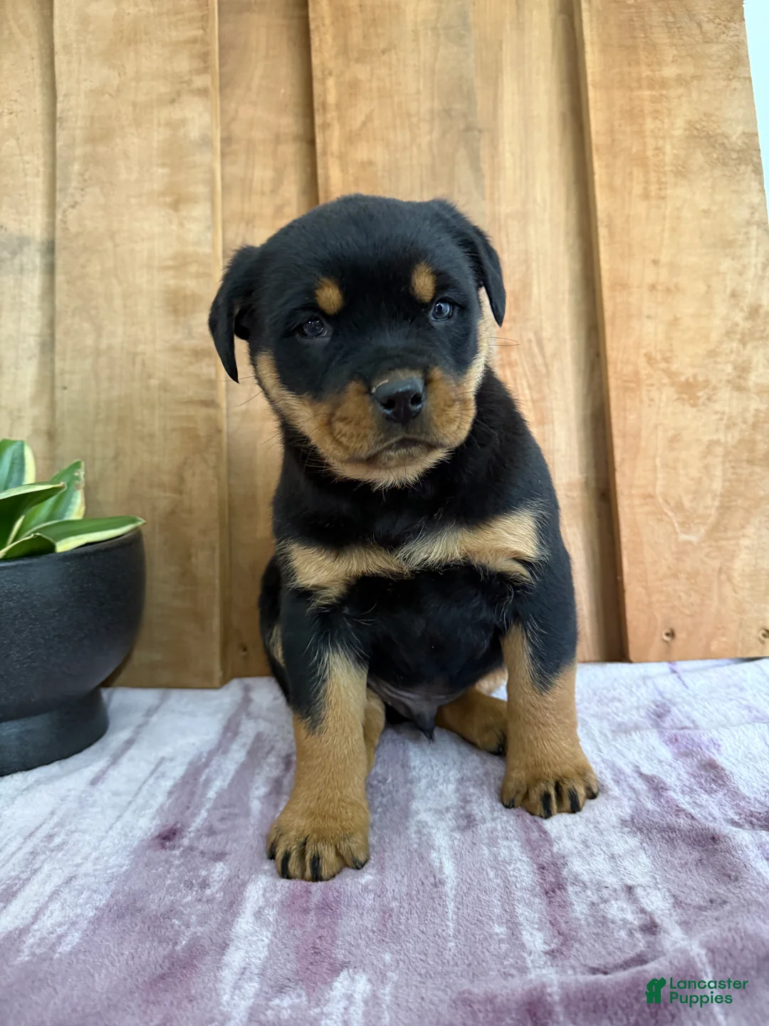 Rottweiler dogs for sale: Lou - Ad 12