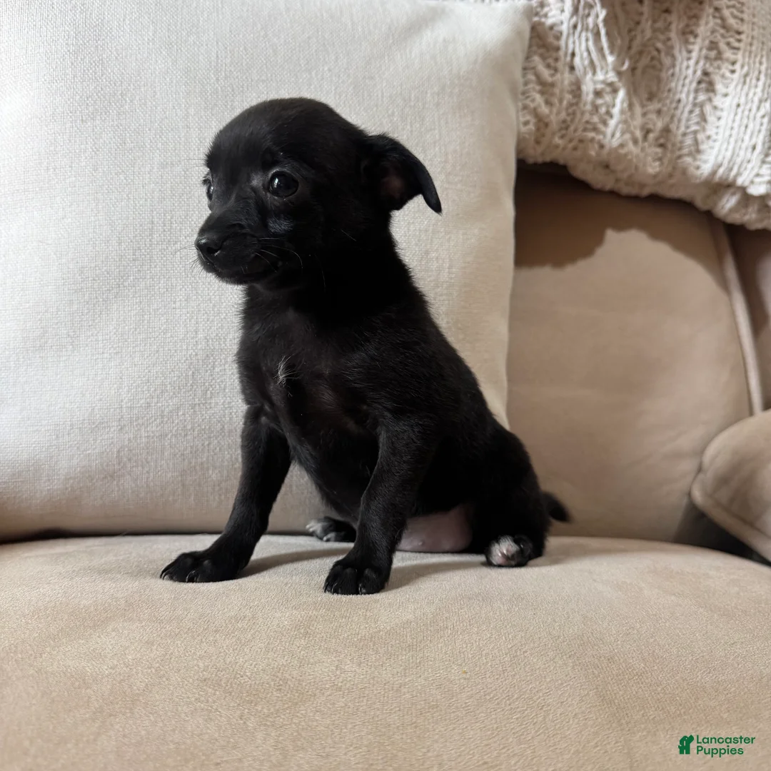 Chihuahua dogs for sale: Lola - Ad 6