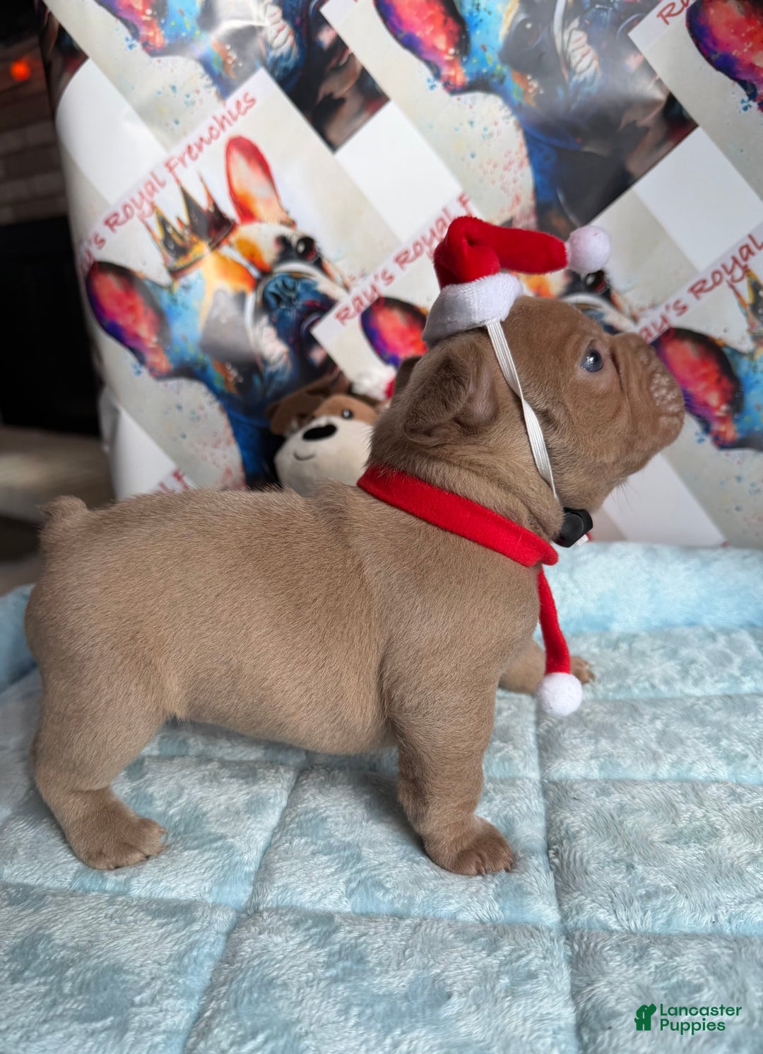 French Bulldog dogs for sale: Raphael - Ad 2