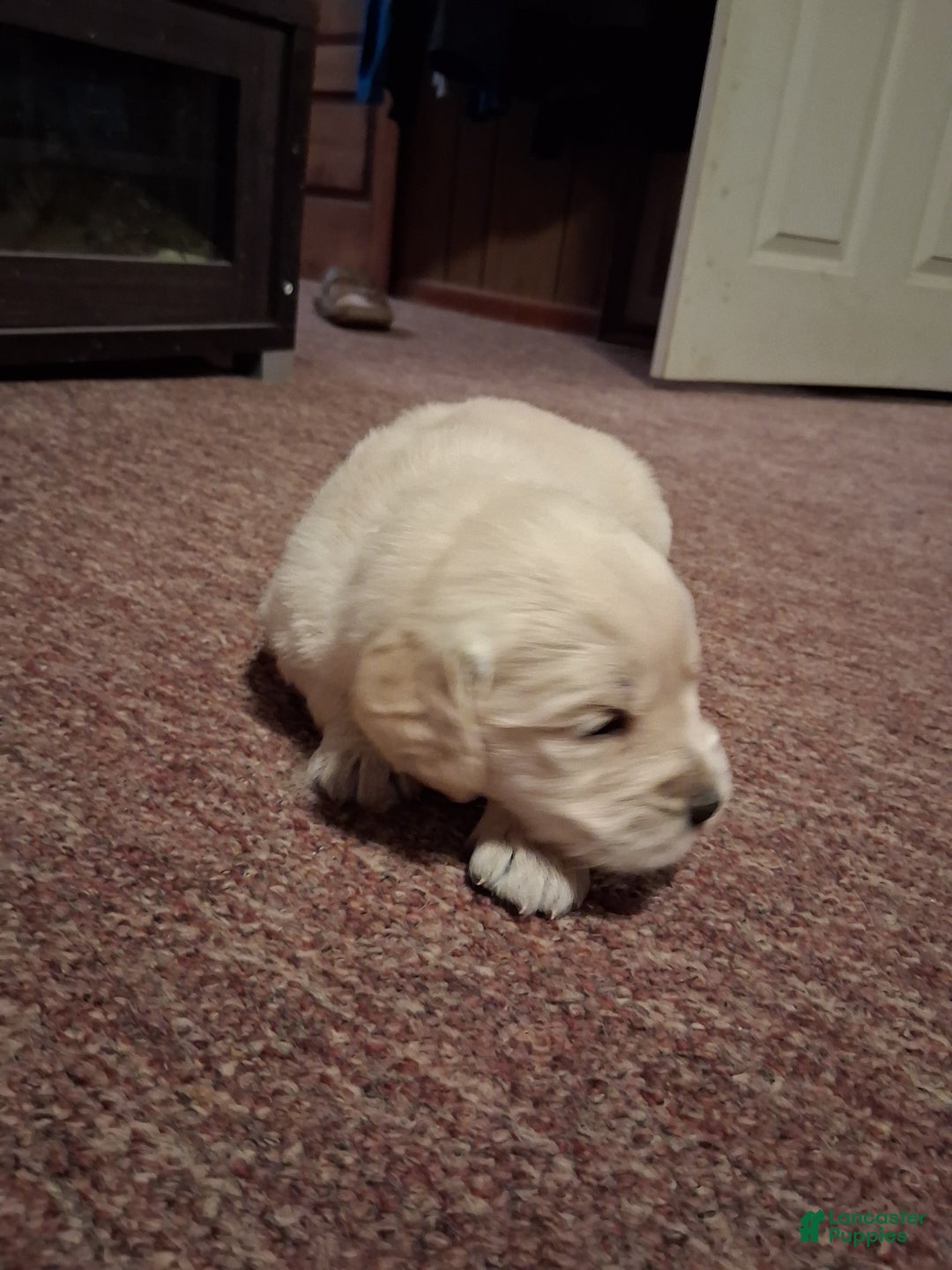 Golden Retriever dogs for sale: Cupid - Ad 4