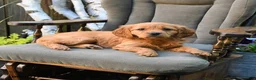 Miniature Golden Retriever dogs for sale: Eileen - Ad 3