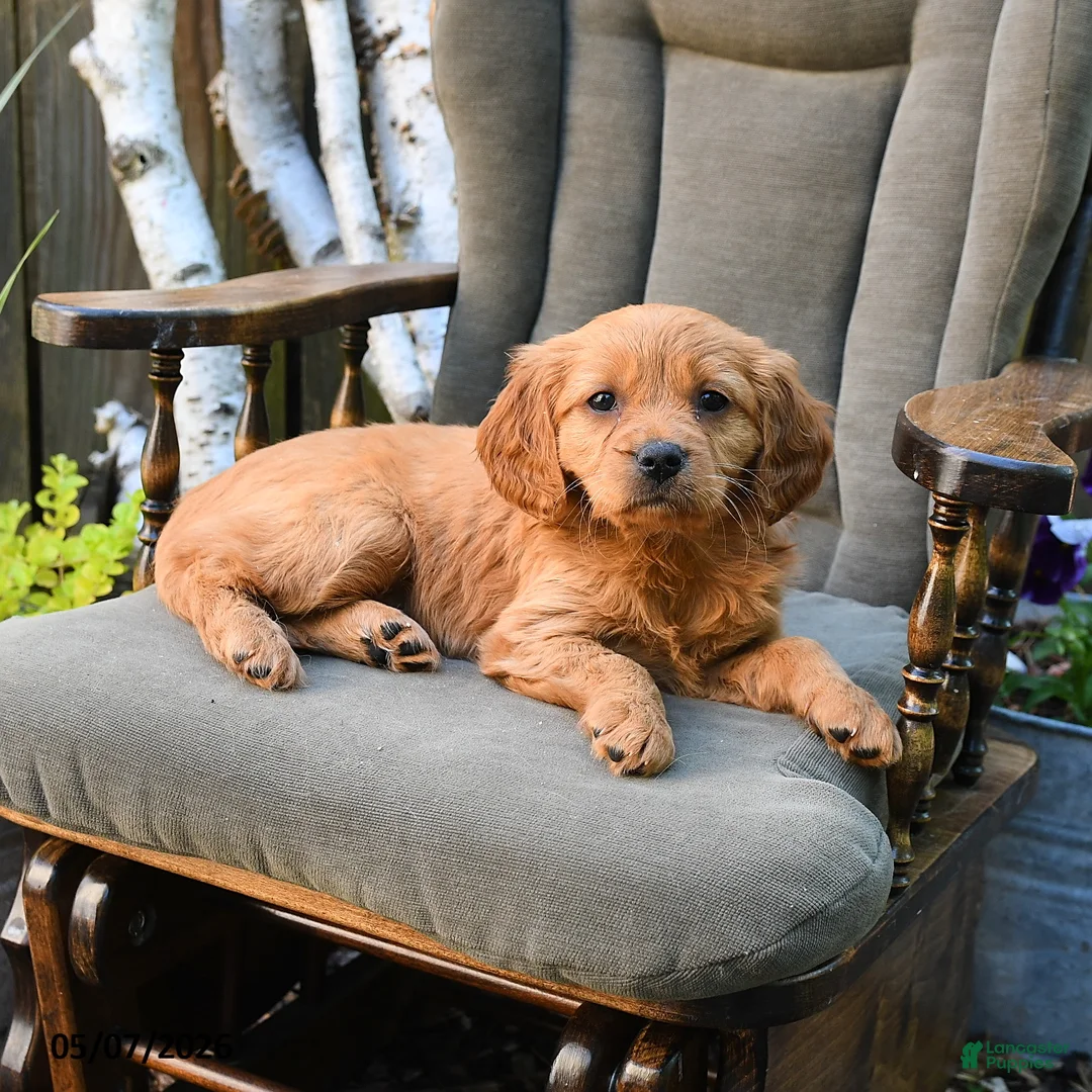 Miniature Golden Retriever dogs for sale: Eileen - Ad 3