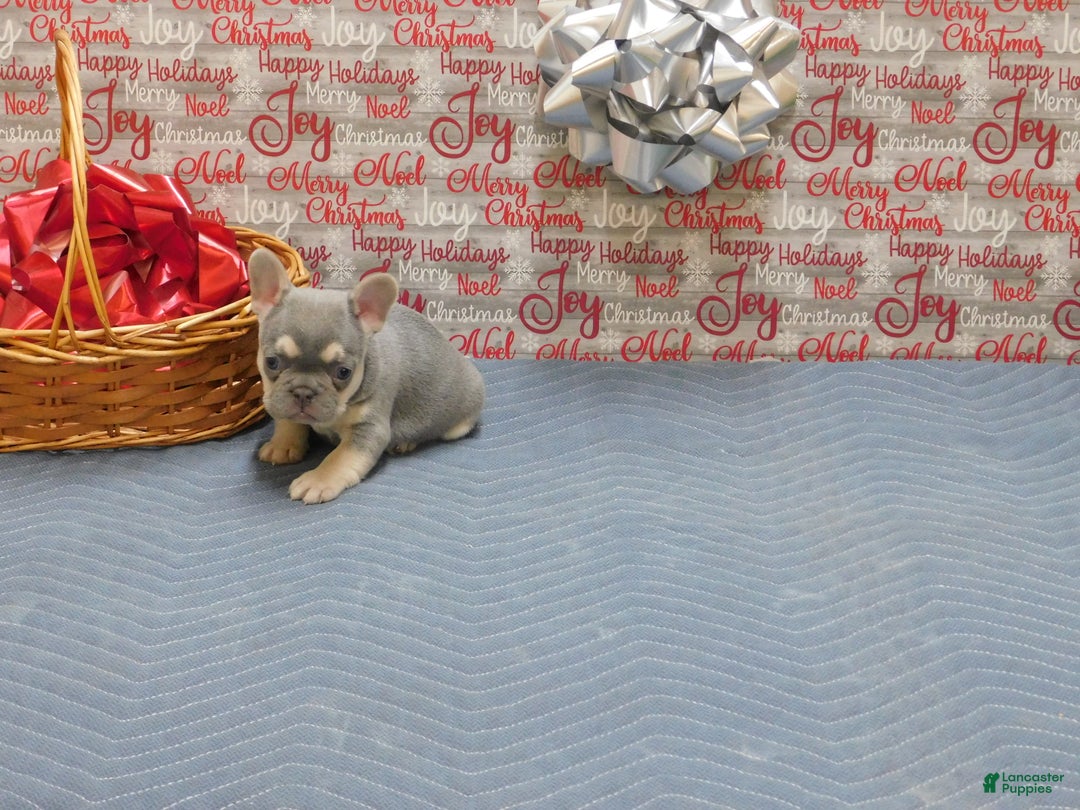 French Bulldog dogs for sale: Benny - Ad 6