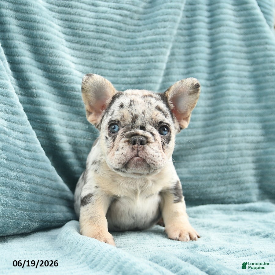 French Bulldog dogs Diamond  - Ad 1