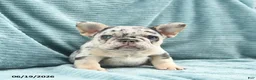 French Bulldog dogs for sale: Diamond  - Ad 1