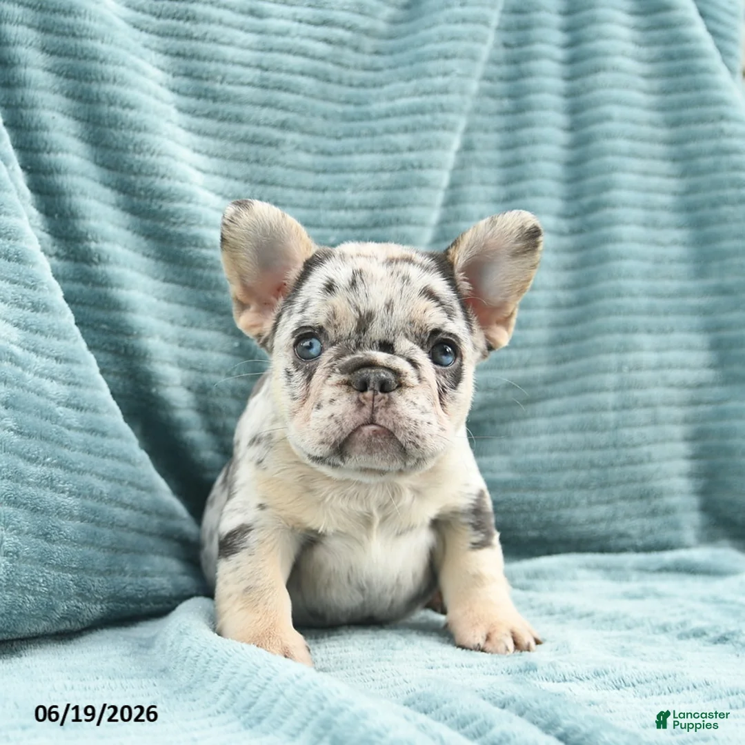 French Bulldog dogs for sale: Diamond  - Ad 1