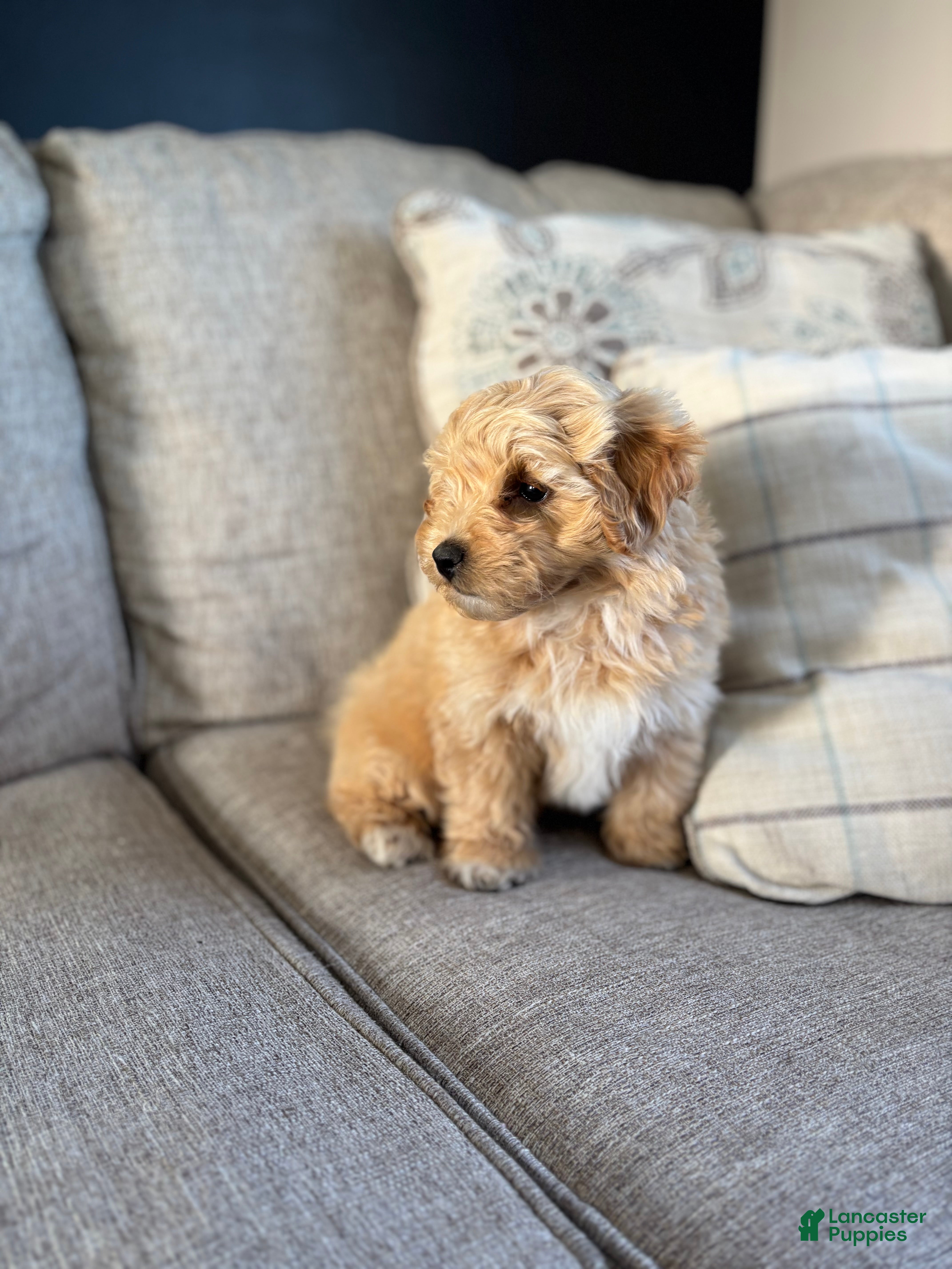 Maltipoo dogs Mitch  - Ad 2