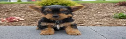 Yorkshire Terrier dogs for sale: Cash - Ad 1