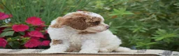 Miniature Poodle dogs for sale: Lola - Ad 8