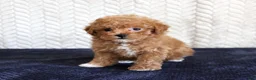 Toy Poodle dogs for sale: Sandy - Ad 3
