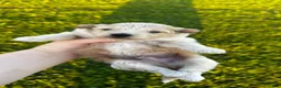 Pomapoo dogs for sale: Kogu - Ad 4