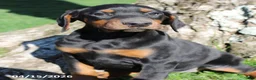 Doberman Pinscher dogs for sale: Robert - Ad 5