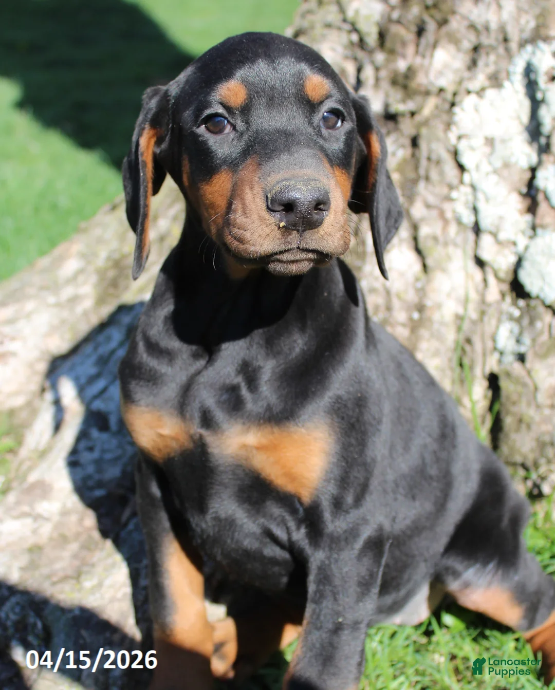 Doberman Pinscher dogs for sale: Robert - Ad 5