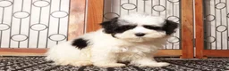 Maltipoo dogs for sale: Pip - Playful Male Maltipoo - Ad 3