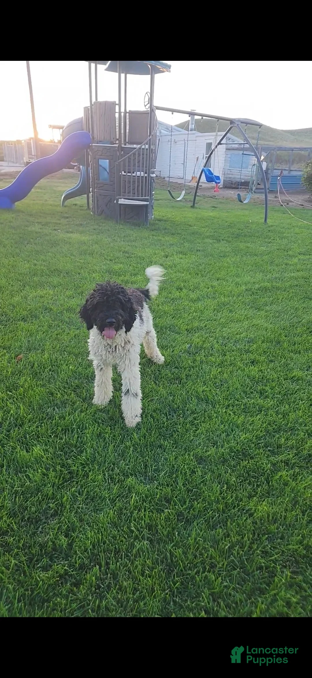 Bordoodle dogs for sale: Bordoodle Puppy 1 - Ad 5