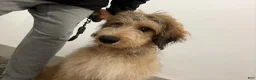 Double Doodle dogs for sale: Enzo- Doodle mix Puppy - Ad 18