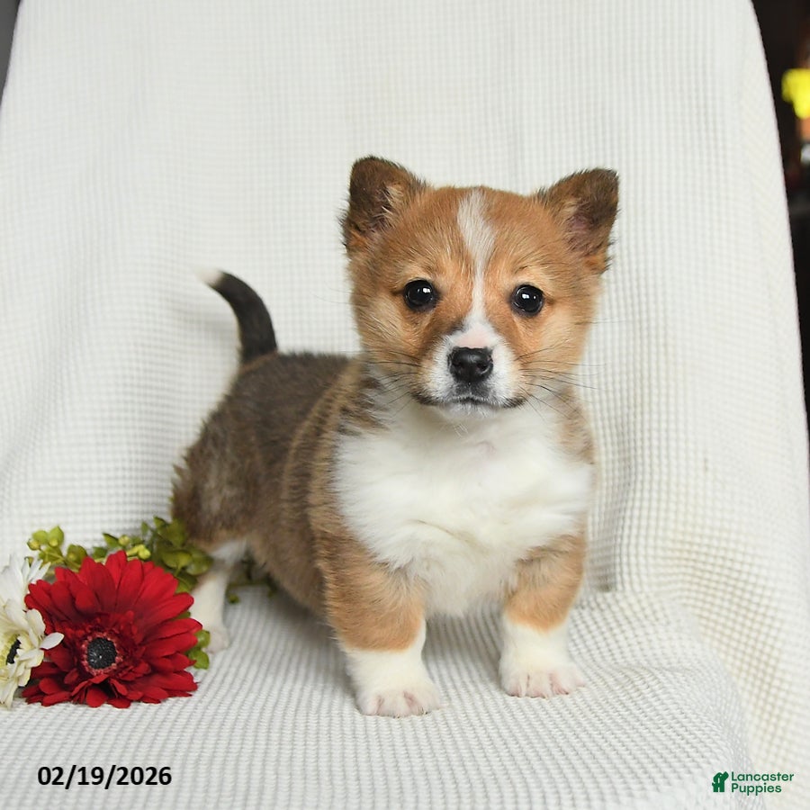 Welsh Corgi Pembroke dogs Toffee - Ad 1