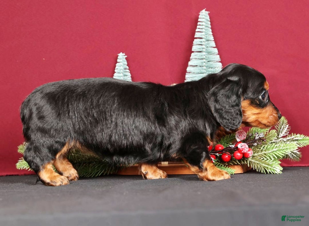 Miniature Dachshund dogs for sale: Natalie - Ad 8