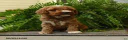 Miniature Poodle dogs for sale: Twix - Ad 1