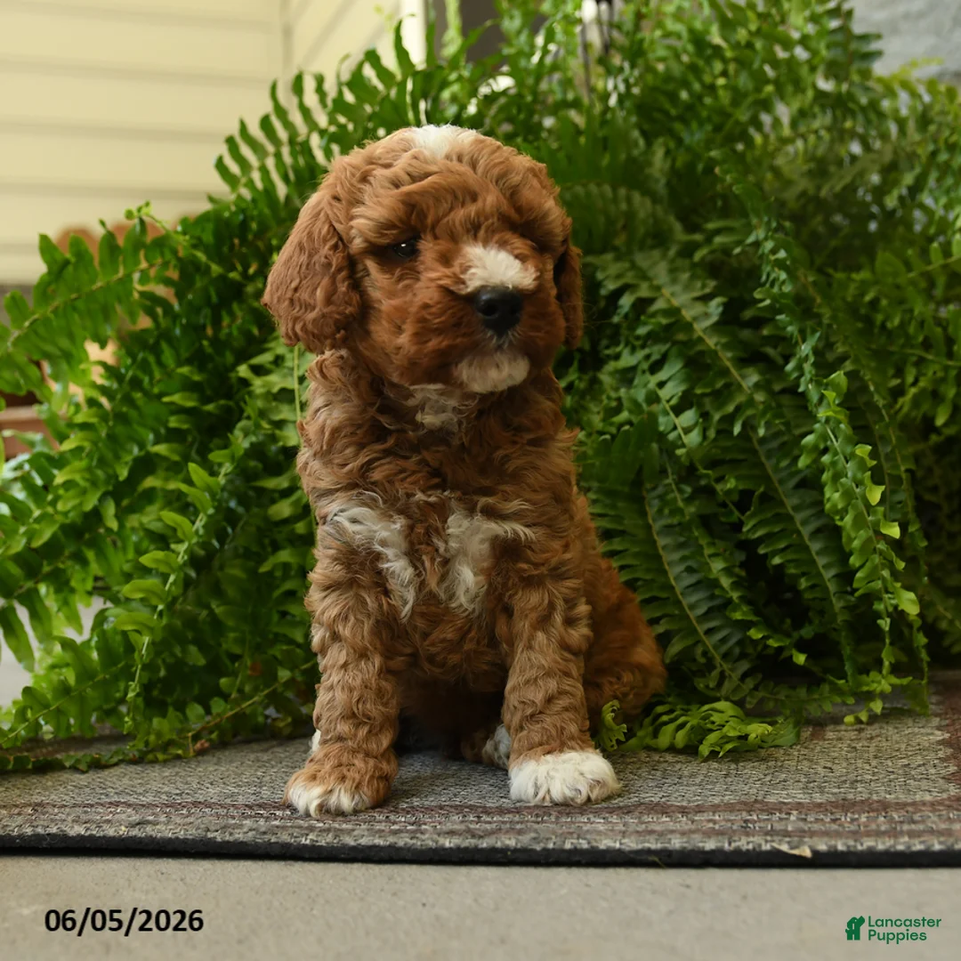 Miniature Poodle dogs for sale: Twix - Ad 1