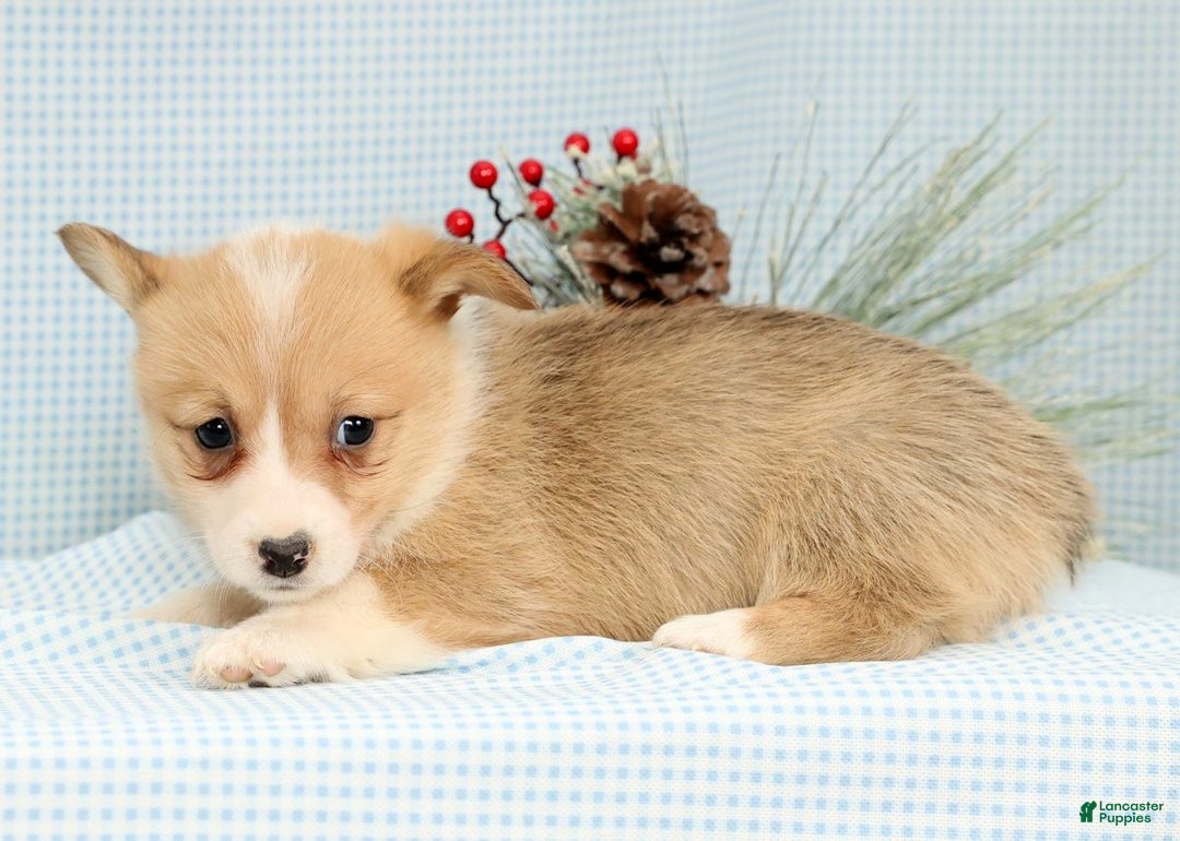 Welsh Corgi Pembroke dogs for sale: Honey - Ad 3