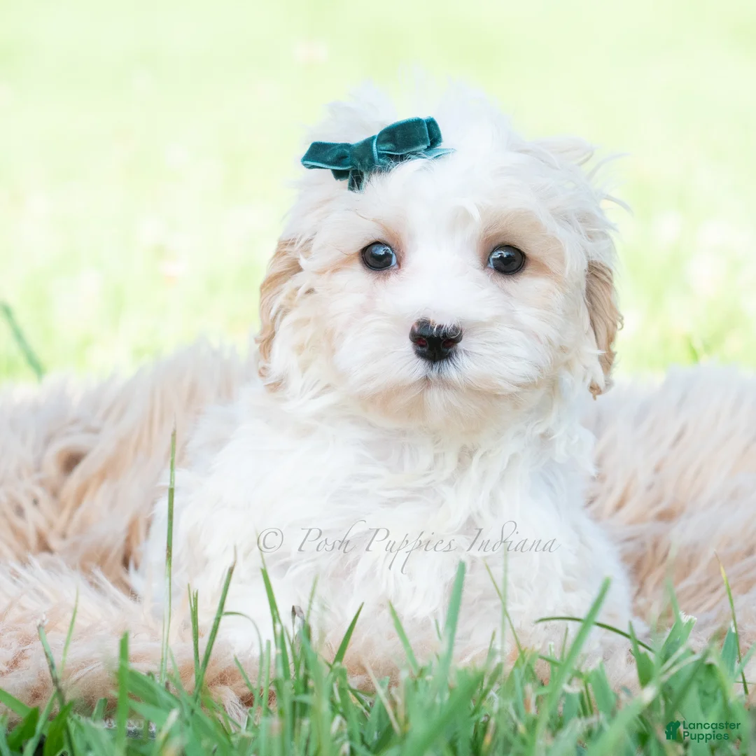 Maltipoo dogs for sale: Flint - Ad 2
