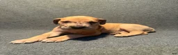 Great Dane dogs for sale: Grey collar - Ad 6