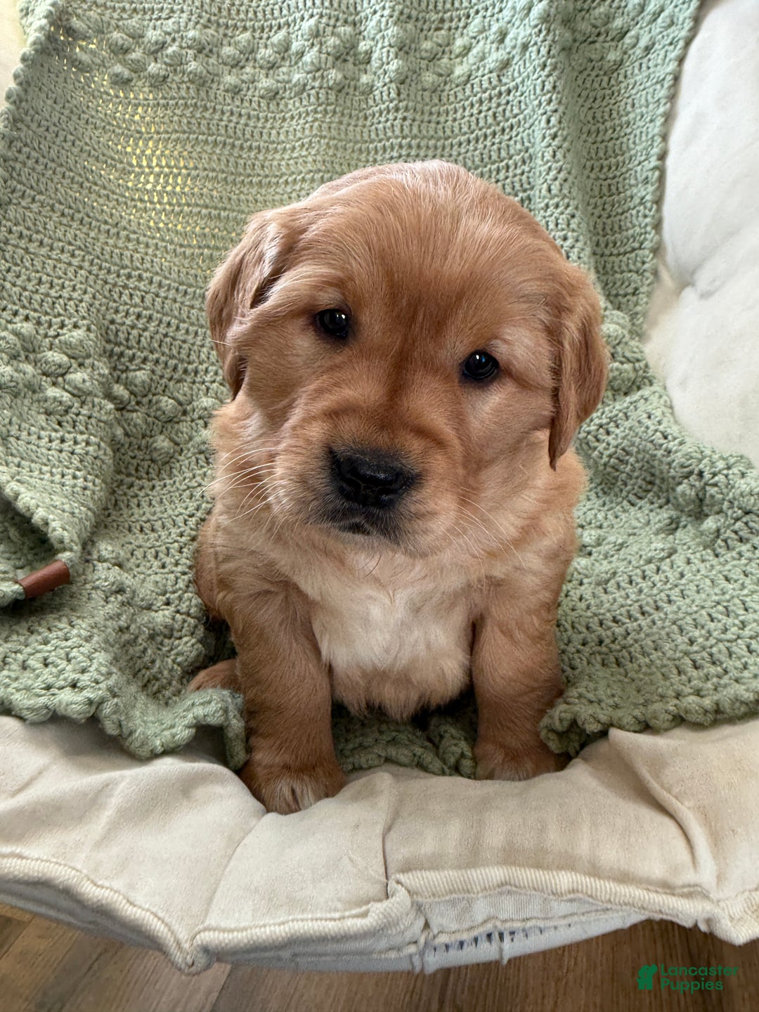 Golden Retriever dogs for sale: Samantha - Ad 1