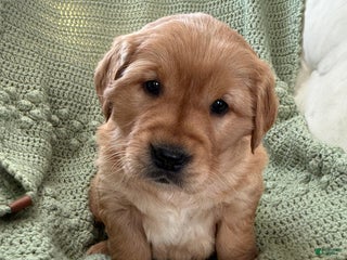 Golden Retriever dogs Samantha - Ad 15