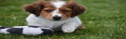 Miniature Dachshund dogs for sale: Cosmo - Ad 6