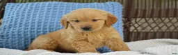 Golden Retriever dogs for sale: Hunter - Ad 1