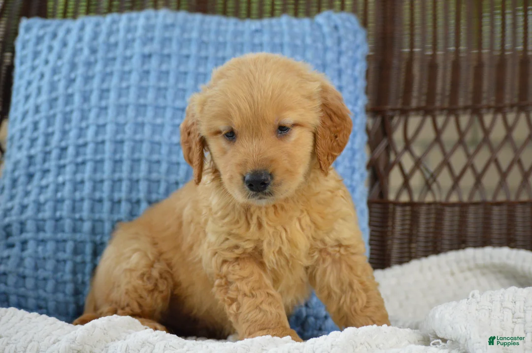 Golden Retriever dogs for sale: Hunter - Ad 1