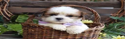 Teddy Bear dogs for sale: Lily - Ad 7