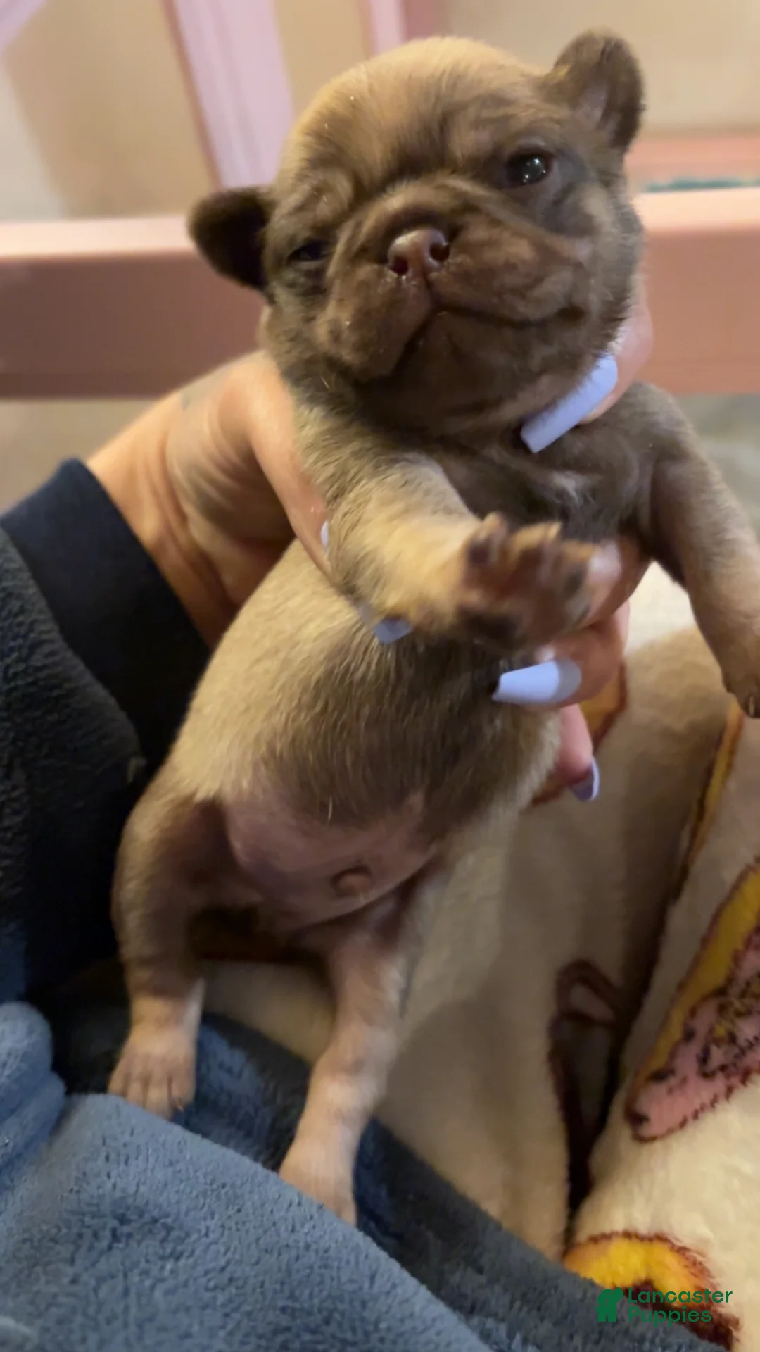 Pug dogs for sale: Truffle - Ad 2