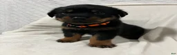 Rottweiler dogs for sale: Taz - Ad 5