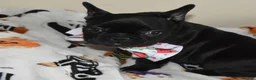 French Bulldog dogs for sale: French Bulldog 5 - Ad 2