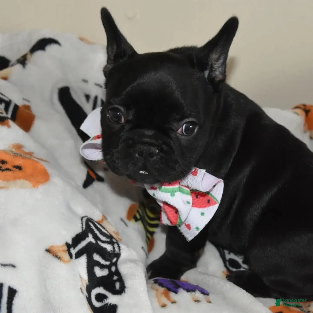 French Bulldog dogs for sale: French Bulldog 5 - Ad 2