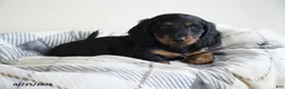 Miniature Dachshund dogs for sale: Coffee - Ad 2