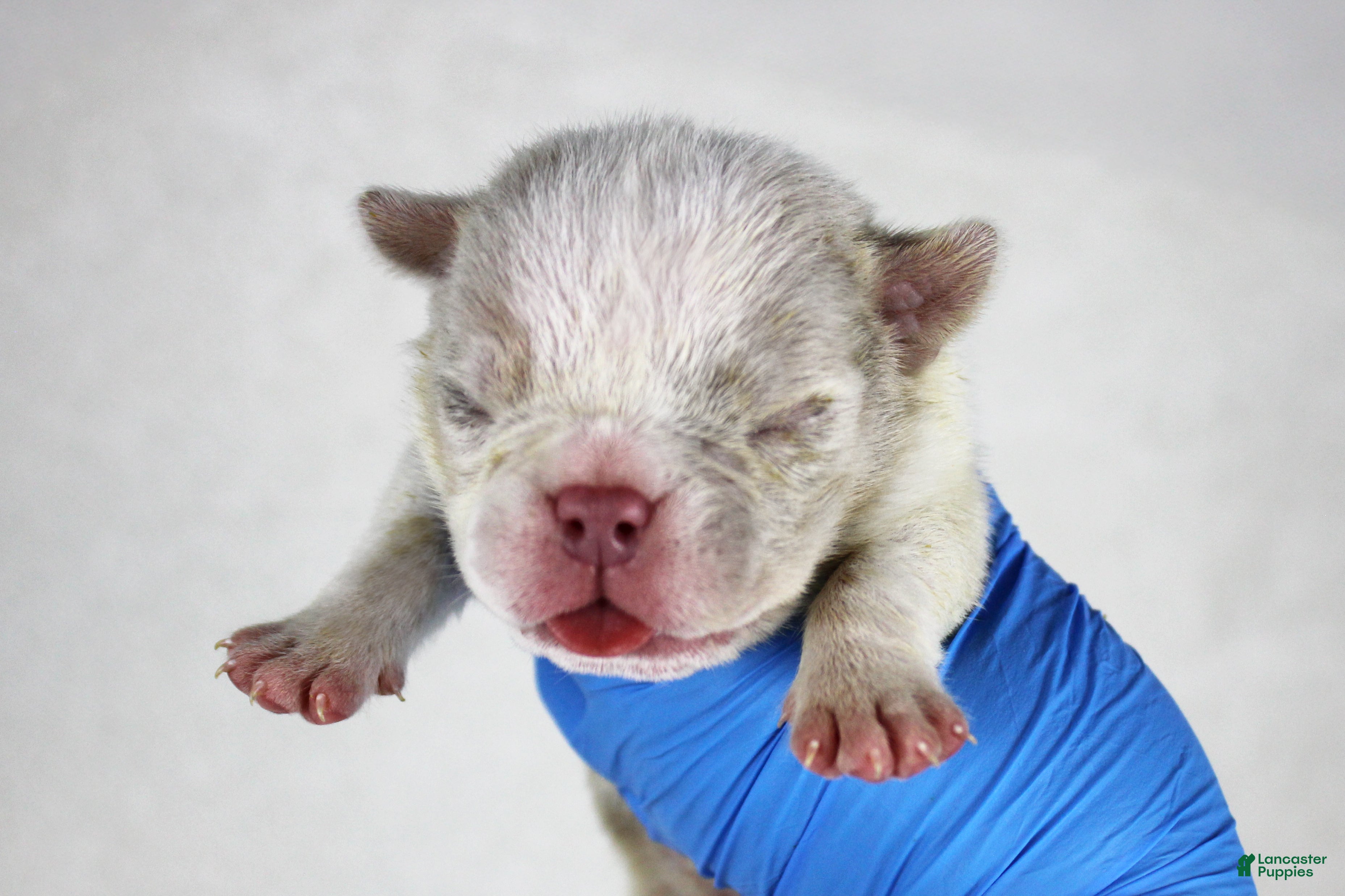 American Bully dogs Lilac Merle Male - Ad 2