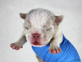 American Bully dogs Lilac Merle Male - Ad 5