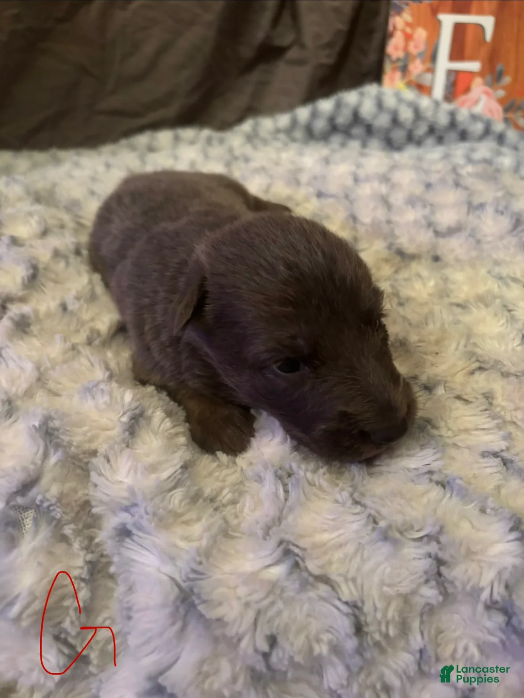 German Shepherd dogs for sale: Girl 5 - Ad 2