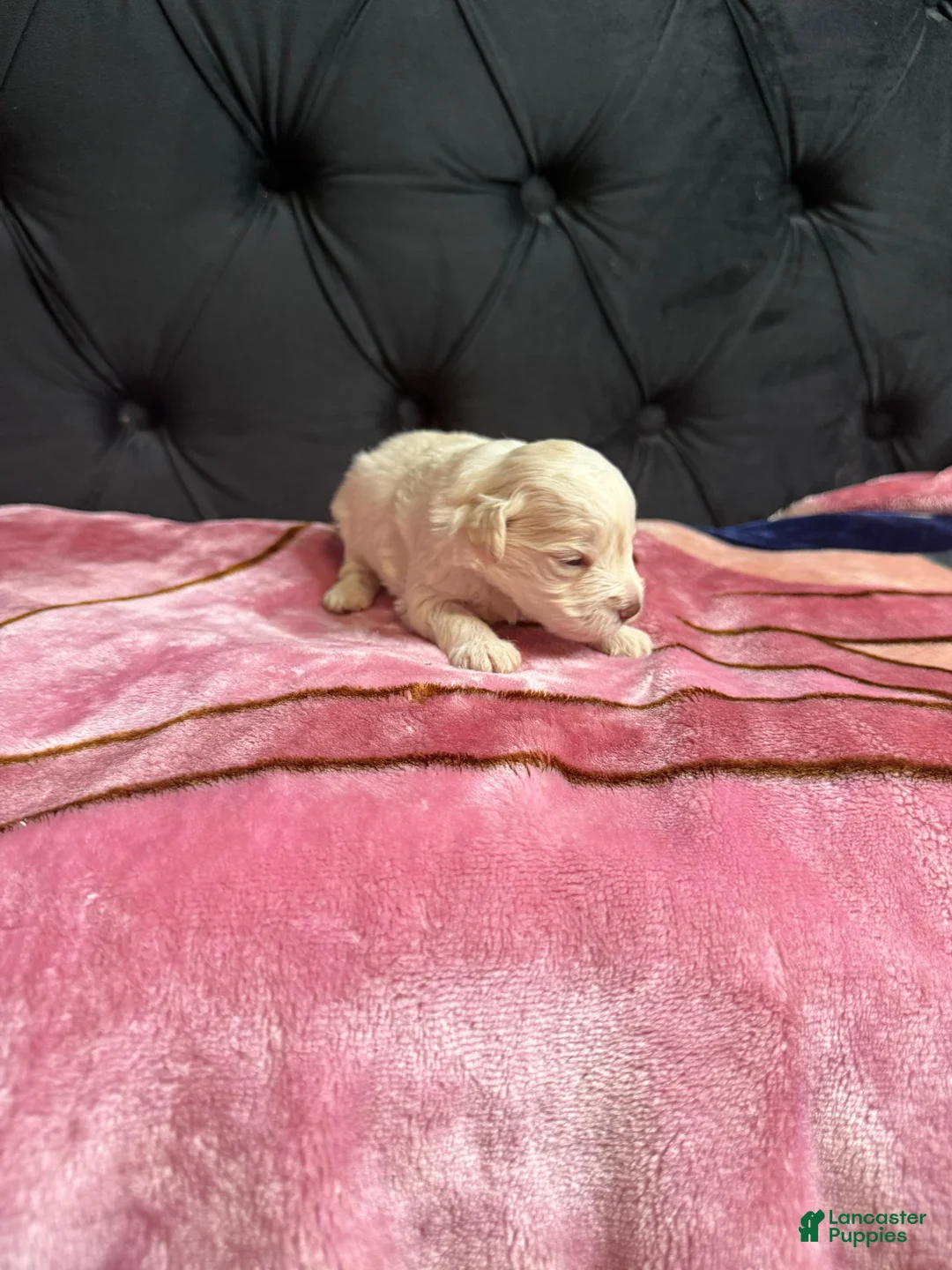 Miniature Schnauzer dogs for sale: Cinderella  - Ad 1