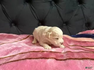 Miniature Schnauzer dogs Cinderella - Ad 42