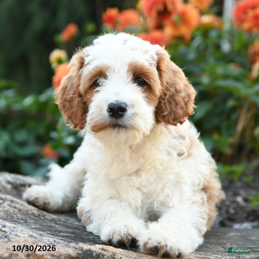 Mini Goldendoodle dogs for sale: Peter - Ad 2
