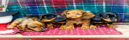 Miniature Dachshund dogs for sale: Abby - Ad 6