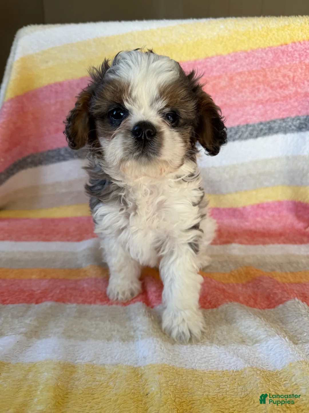 Cavapoo dogs for sale: Chester special needs - Ad 1