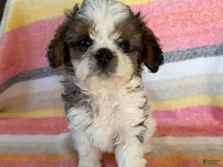 Cavapoo dogs Chester special needs - Ad 14